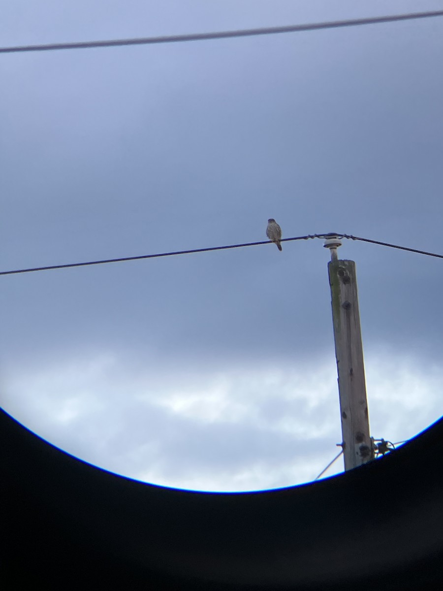 Merlin - ML525668751