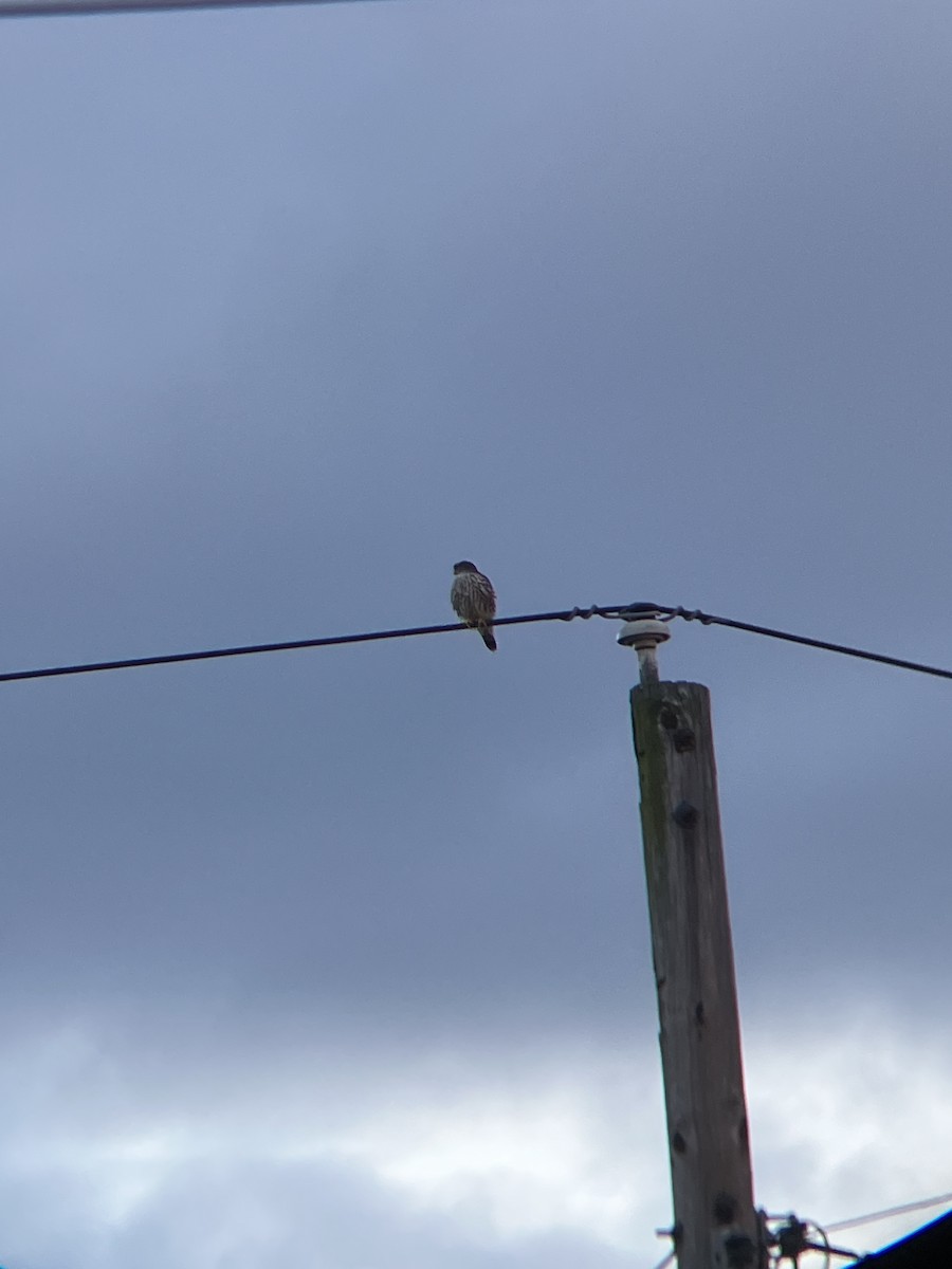 Merlin - ML525668761