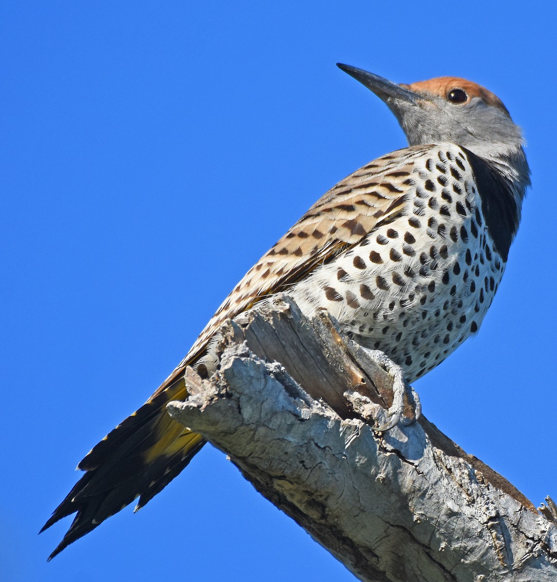 Gilded Flicker - Steven Mlodinow