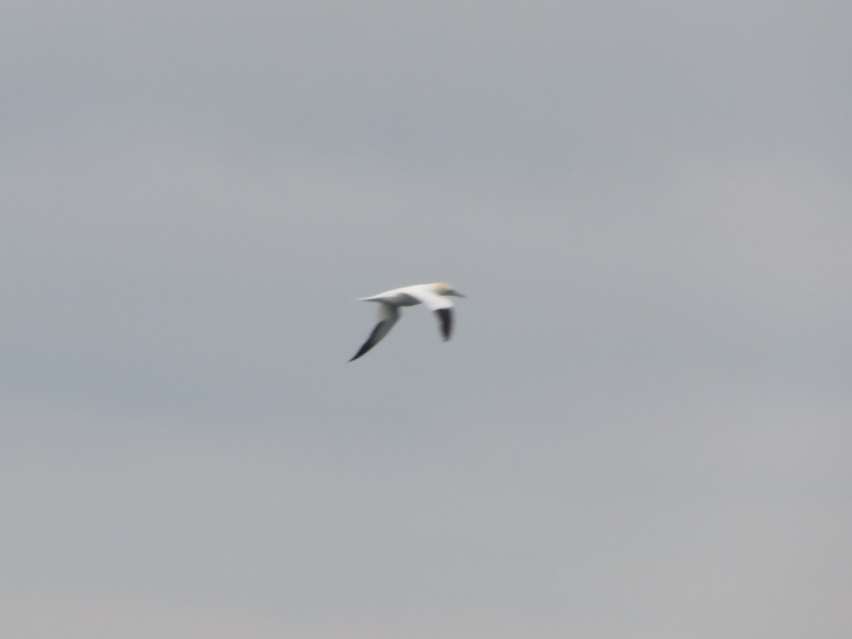 Northern Gannet - ML525668901