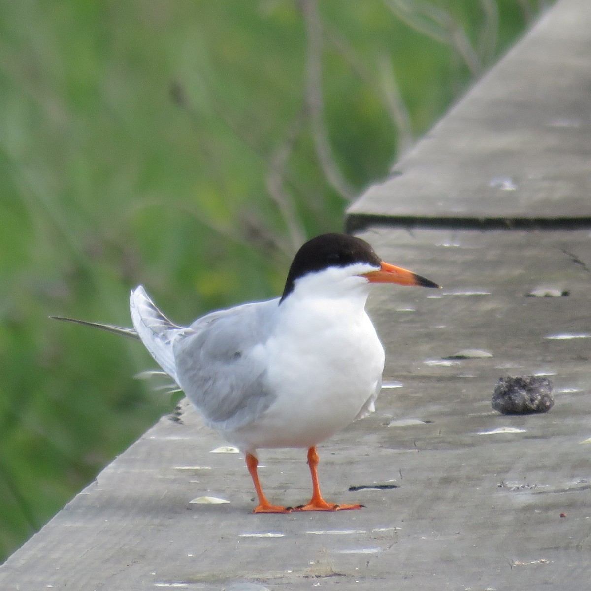 Forster's Tern - Bill Wright_cc