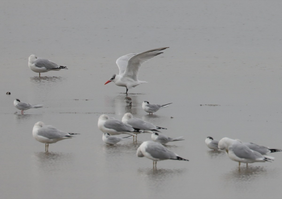 Caspian Tern - ML525670611