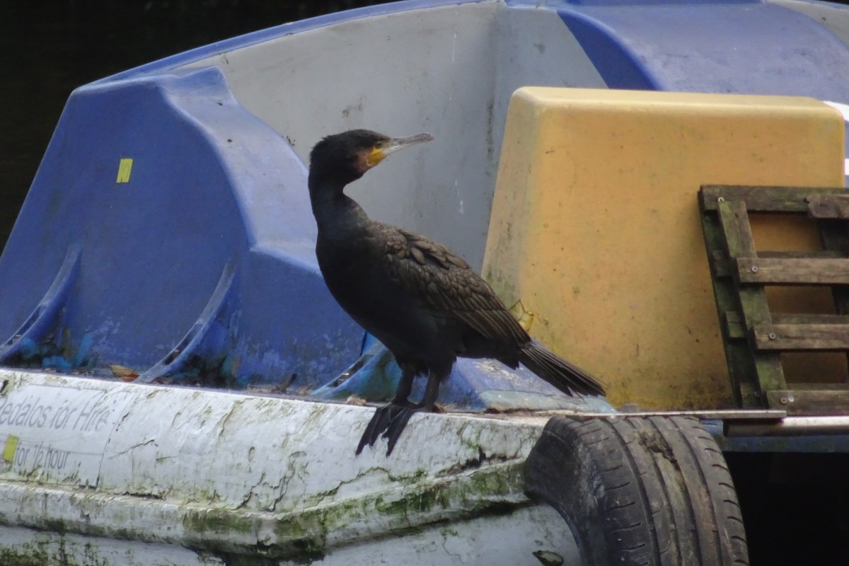 Great Cormorant - ML525671701