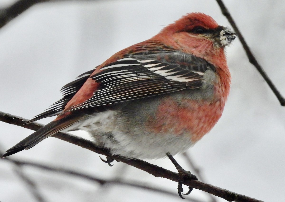 Pine Grosbeak - ML525673121