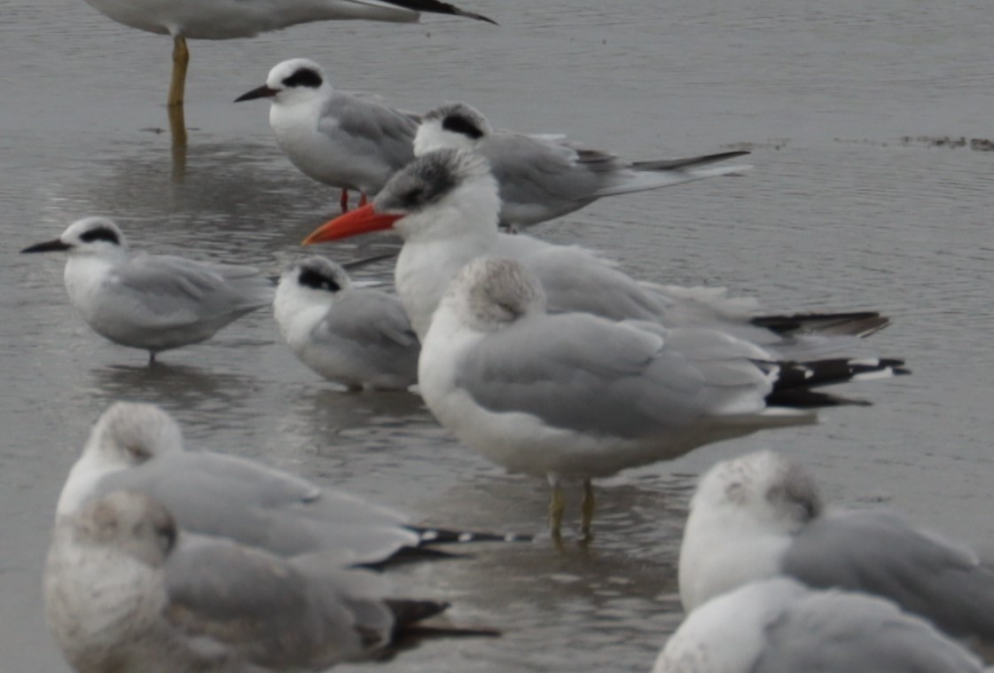 Caspian Tern - ML525673381