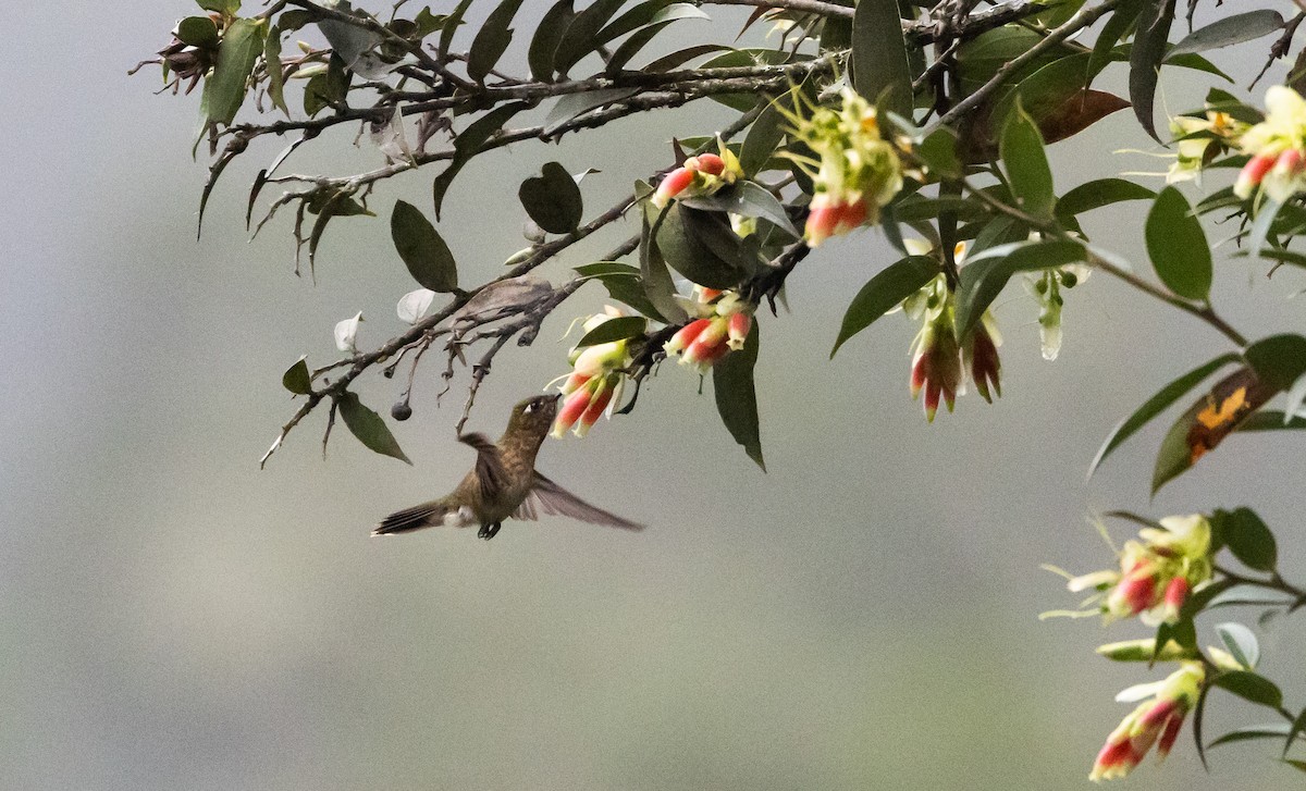 Tyrian Metaltail (smaragdinicollis) - ML525674281