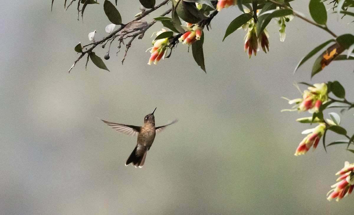 kolibřík dřišťálový (ssp. smaragdinicollis) - ML525674291