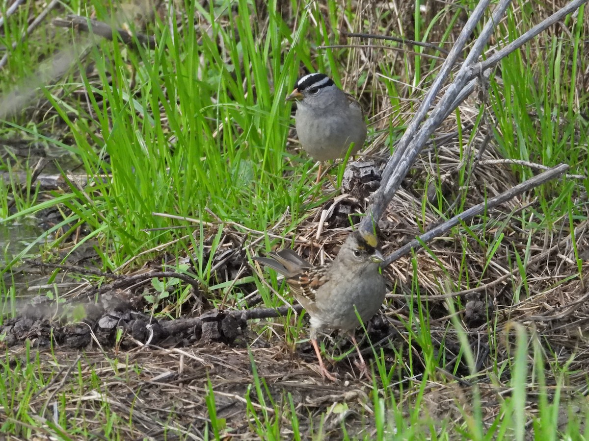 White-crowned Sparrow - ML525674331