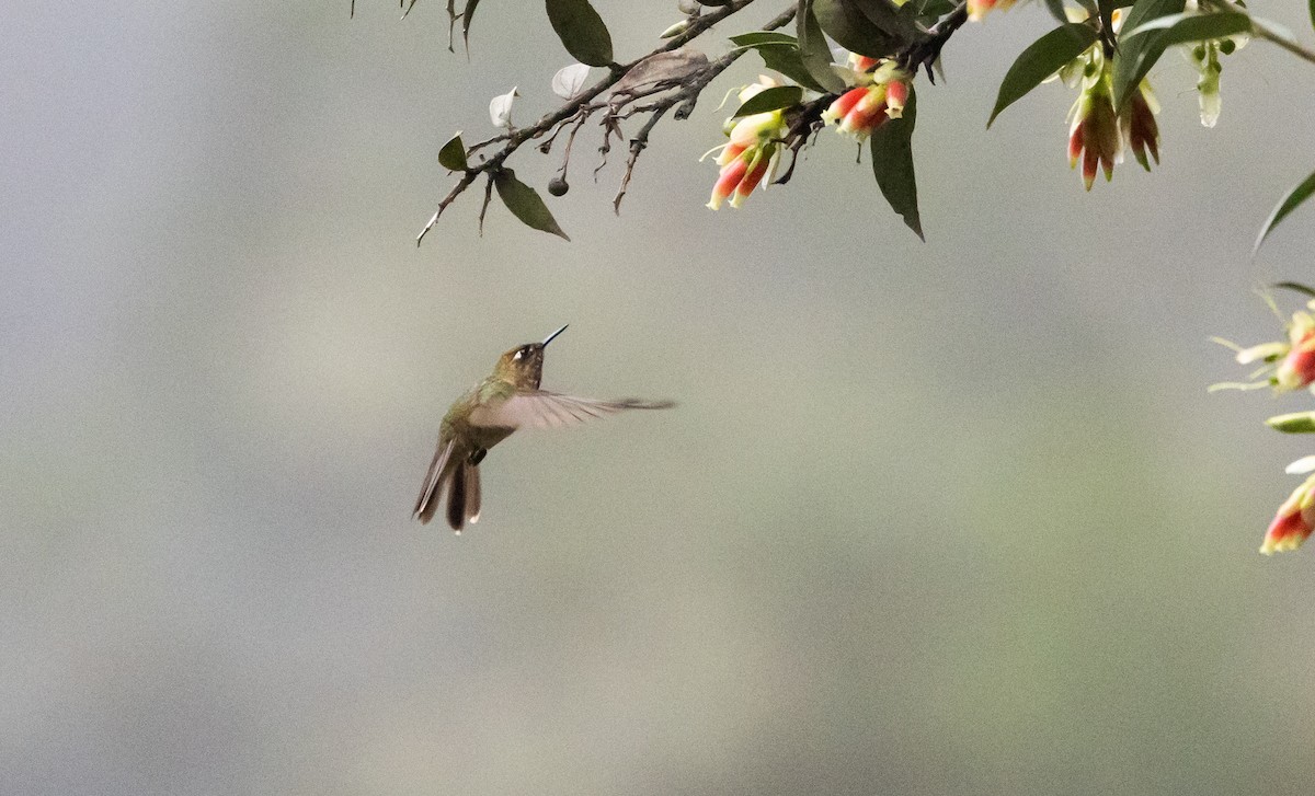 Tyrian Metaltail (smaragdinicollis) - ML525674411