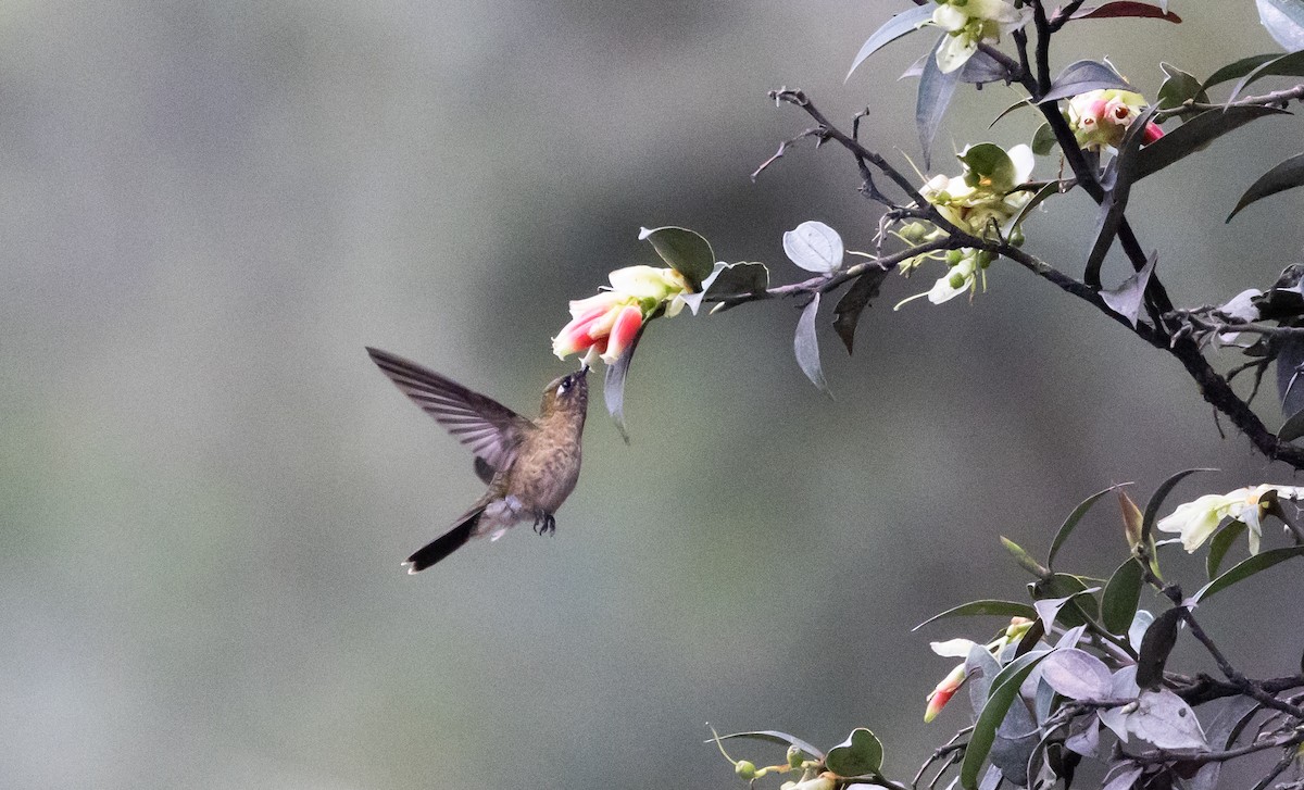 kolibřík dřišťálový (ssp. smaragdinicollis) - ML525674531