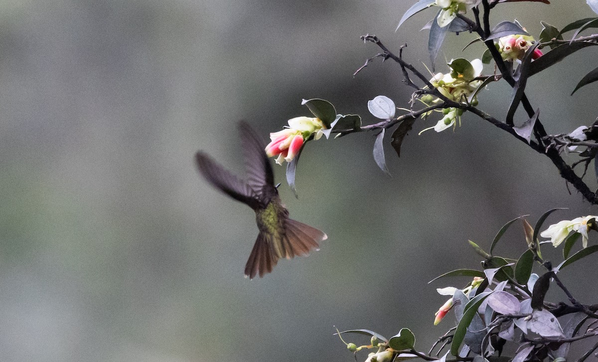 kolibřík dřišťálový (ssp. smaragdinicollis) - ML525674551
