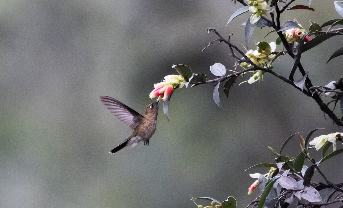 Tyrian Metaltail (smaragdinicollis) - ML525674601