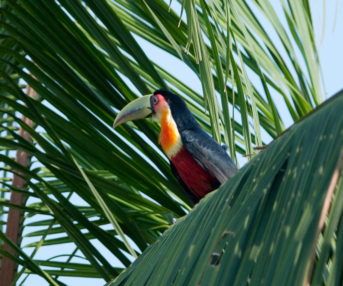 Red-breasted Toucan - ML525676801