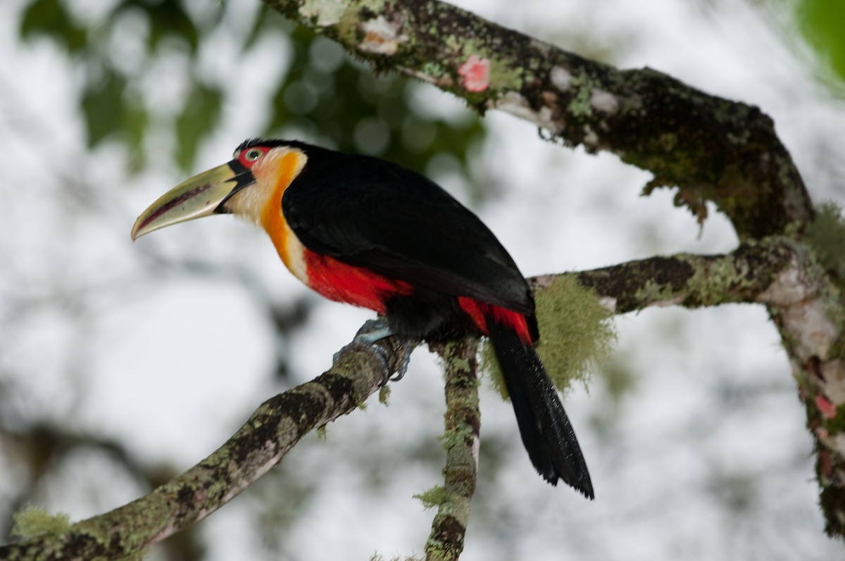 Red-breasted Toucan - ML525676811