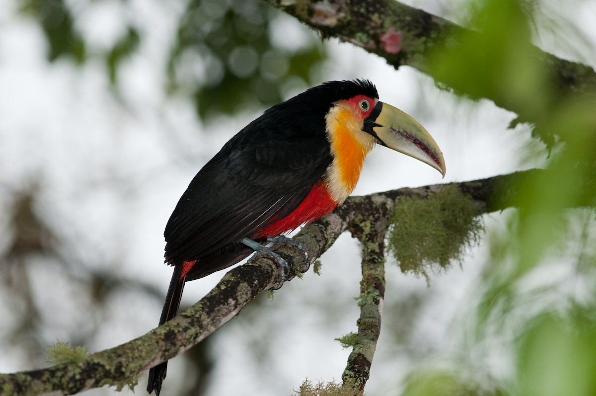 Red-breasted Toucan - ML525676821