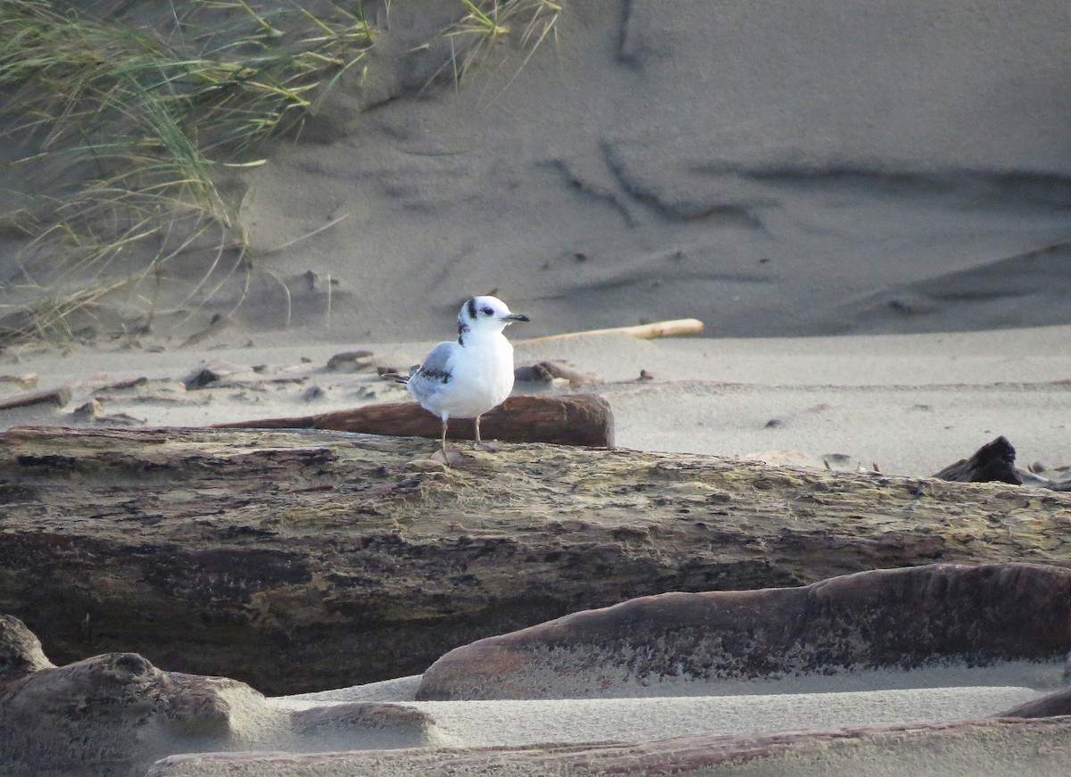 Gaviota Tridáctila - ML52567721