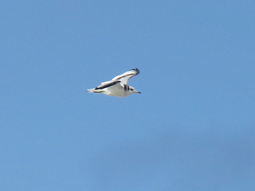 Black-legged Kittiwake - ML52567761