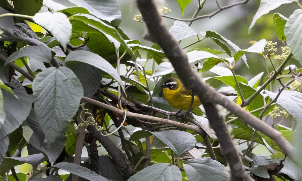 Superciliaried Hemispingus (urubambae) - Jay McGowan