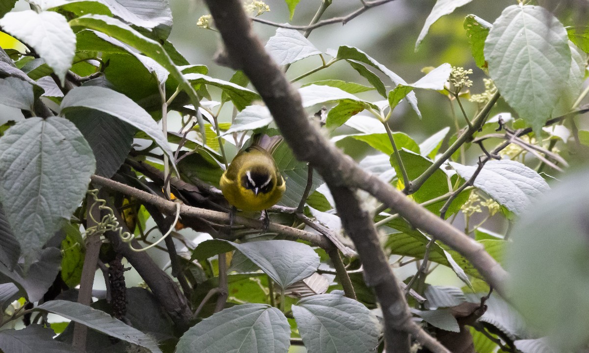 Superciliaried Hemispingus (urubambae) - Jay McGowan