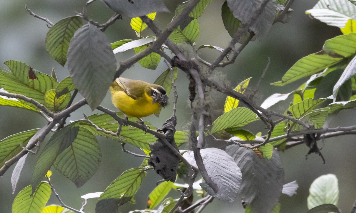 オリーブモリフウキンチョウ（urubambae） - ML525677741