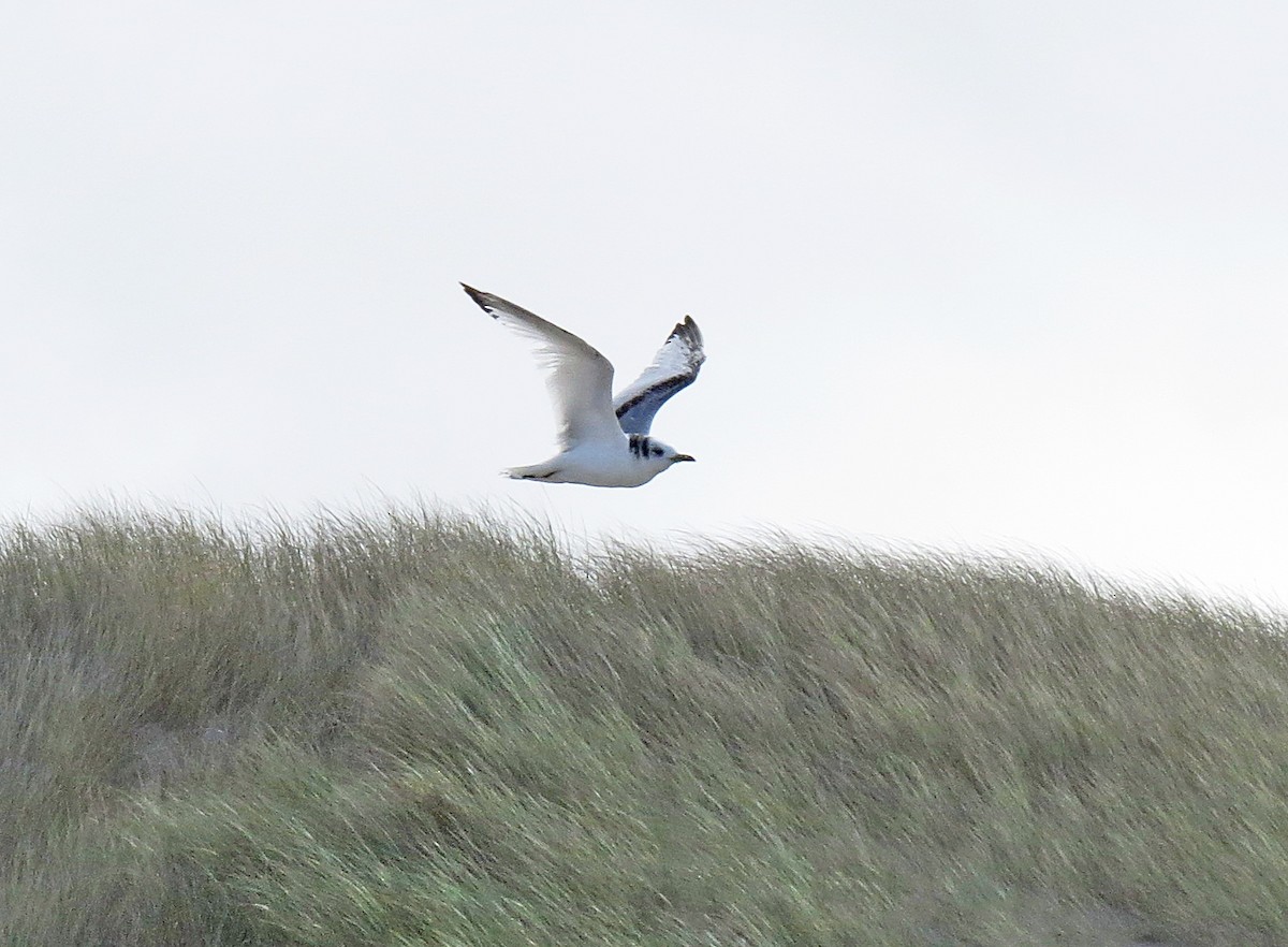 Black-legged Kittiwake - ML52567811