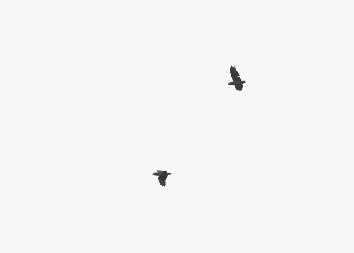 Amazona Mercenaria - ML525679611