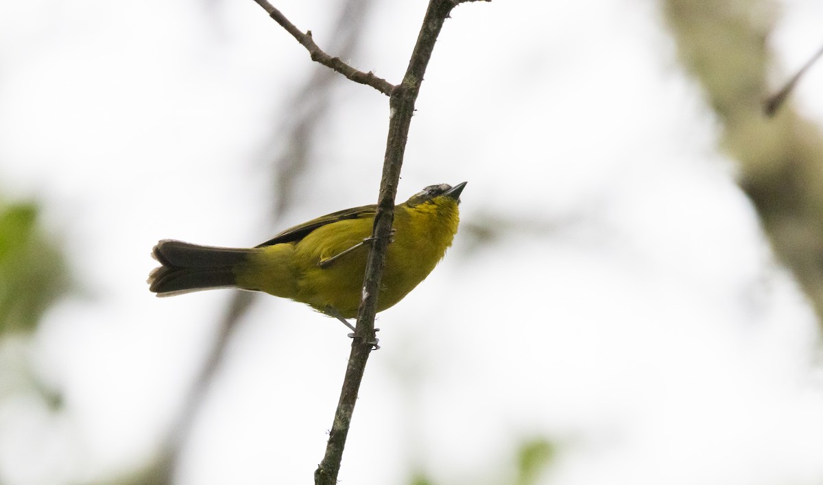 Superciliaried Hemispingus (urubambae) - Jay McGowan