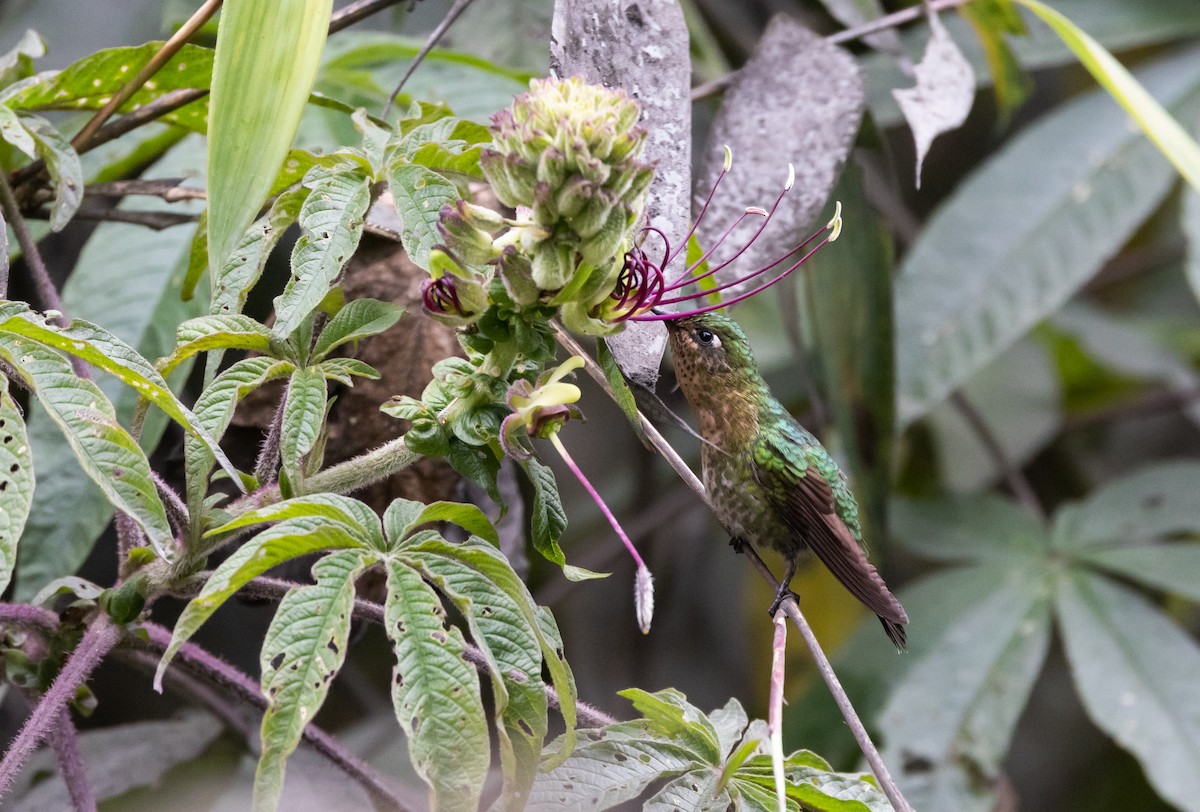 Tyrian Metaltail (smaragdinicollis) - ML525680911