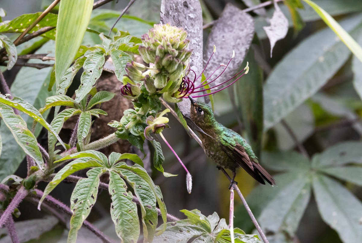 Tyrian Metaltail (smaragdinicollis) - ML525680921