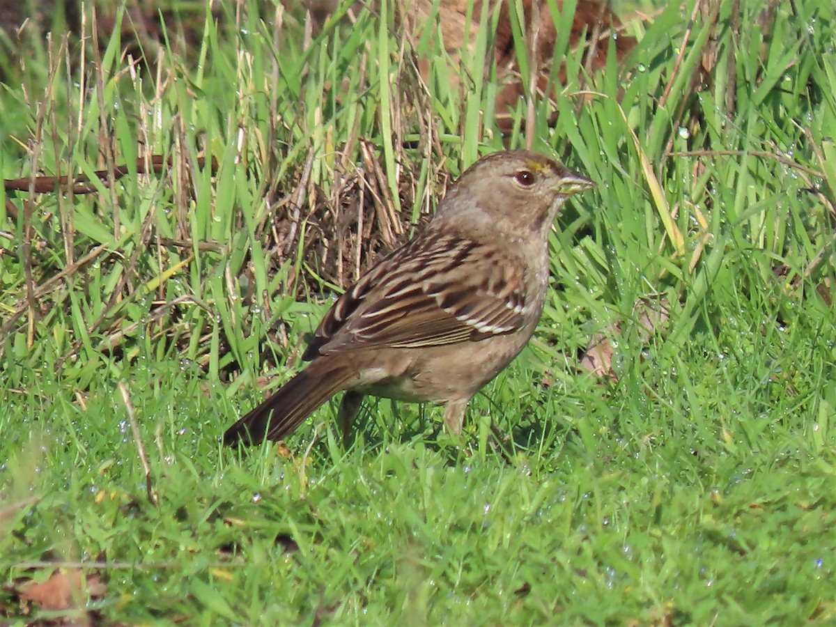 Golden-crowned Sparrow - ML525681451