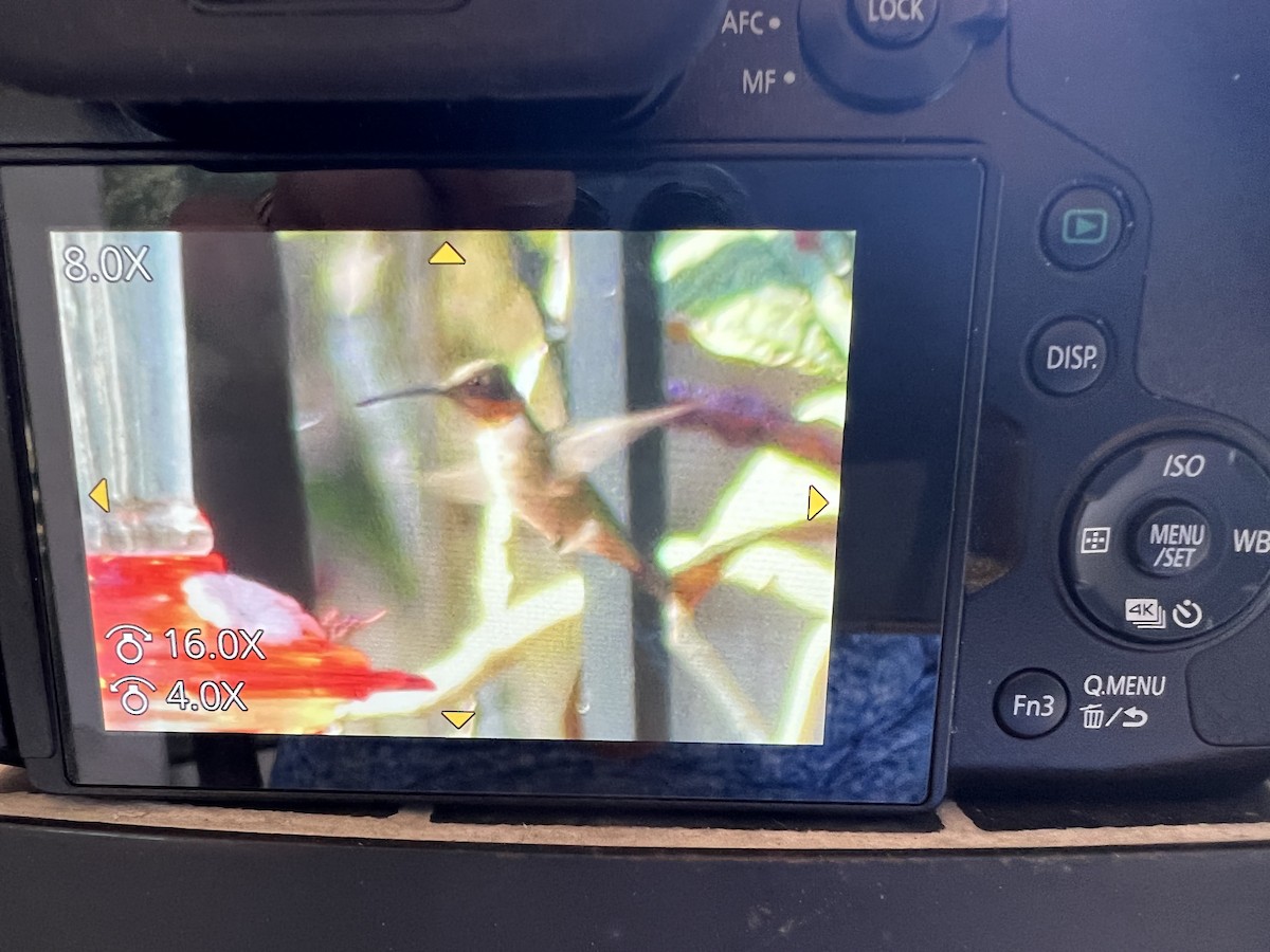 Ruby-throated Hummingbird - Nedra  Sekera