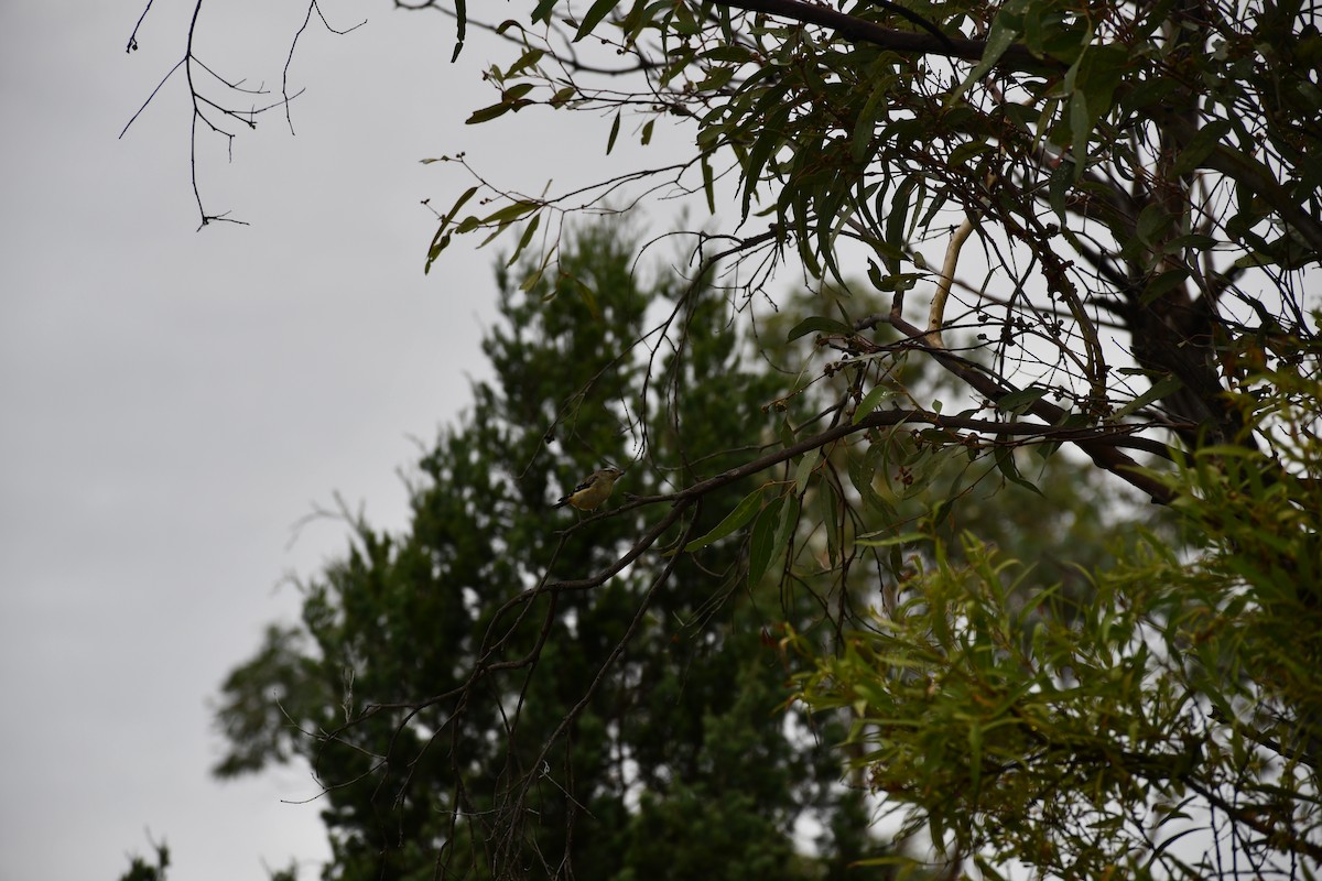 Spotted Pardalote - ML525686651