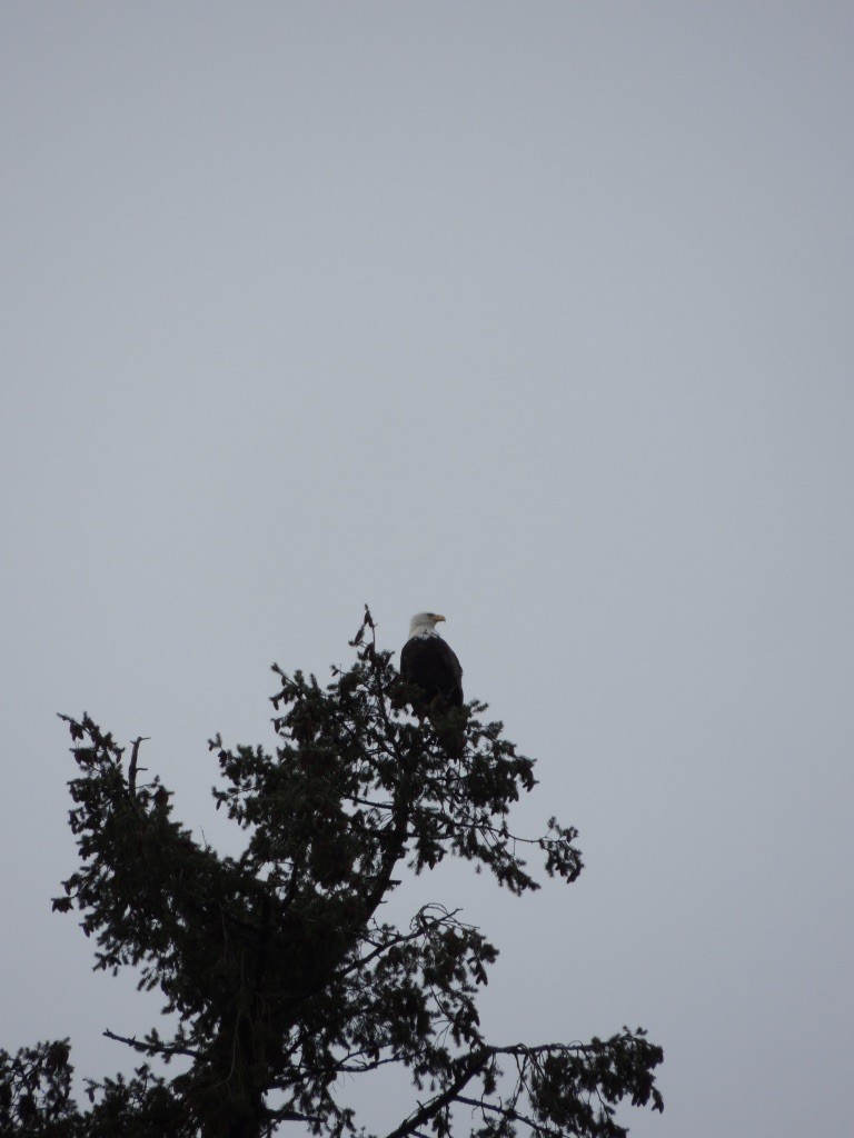 Bald Eagle - ML525686851