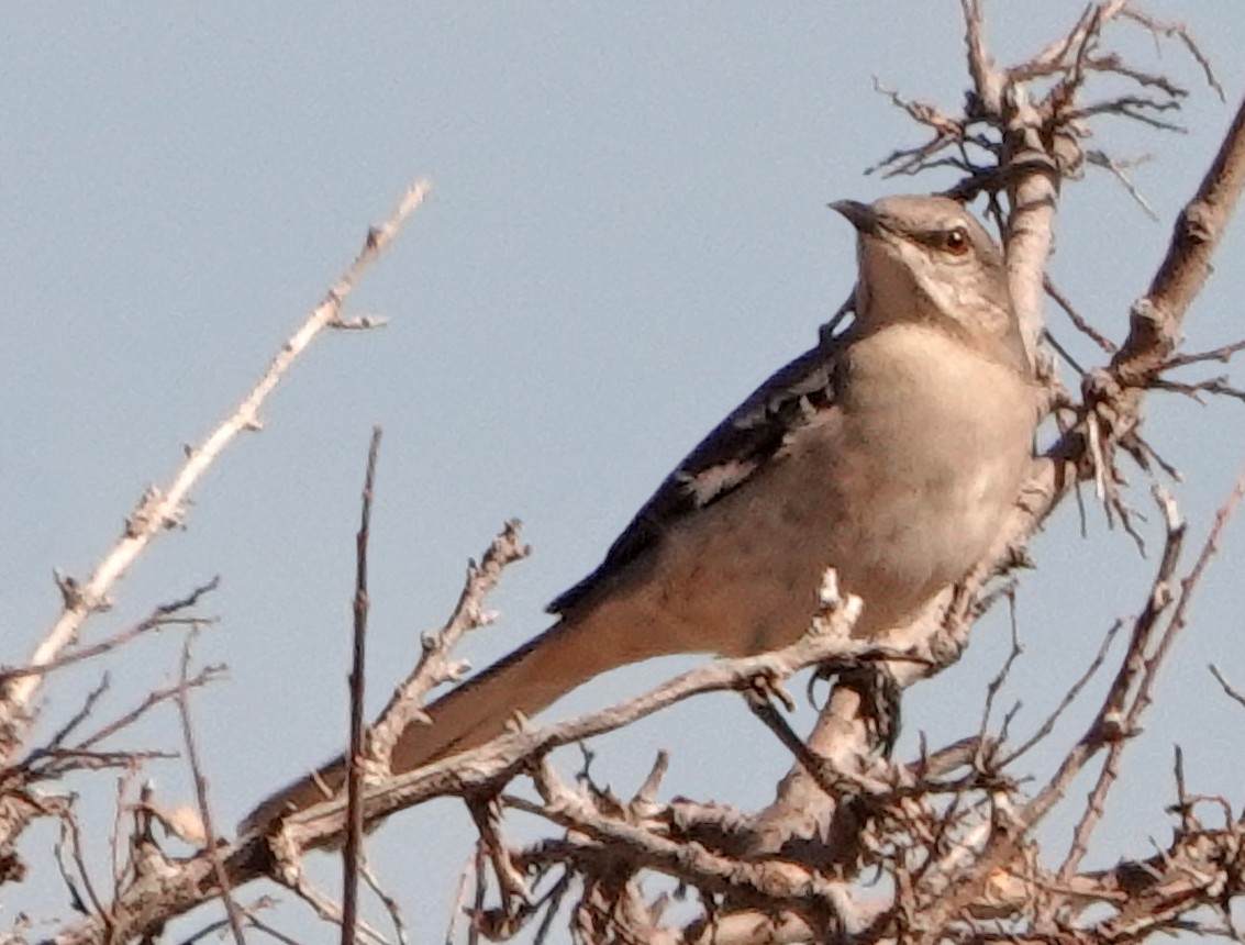 Northern Mockingbird - ML525687161