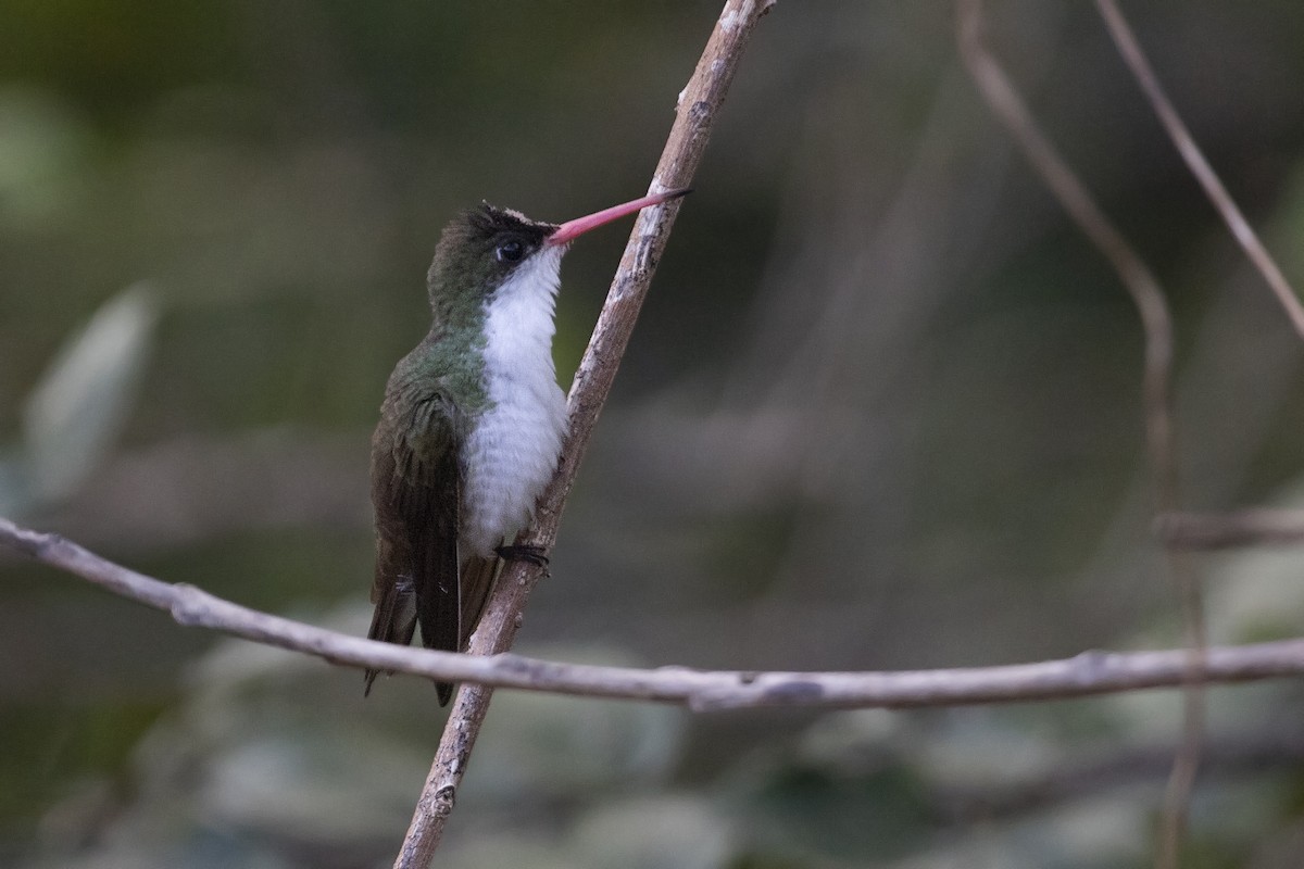 Green-fronted Hummingbird - Liam Wolff