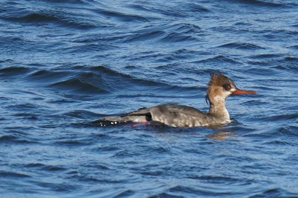 Red-breasted Merganser - ML525688341