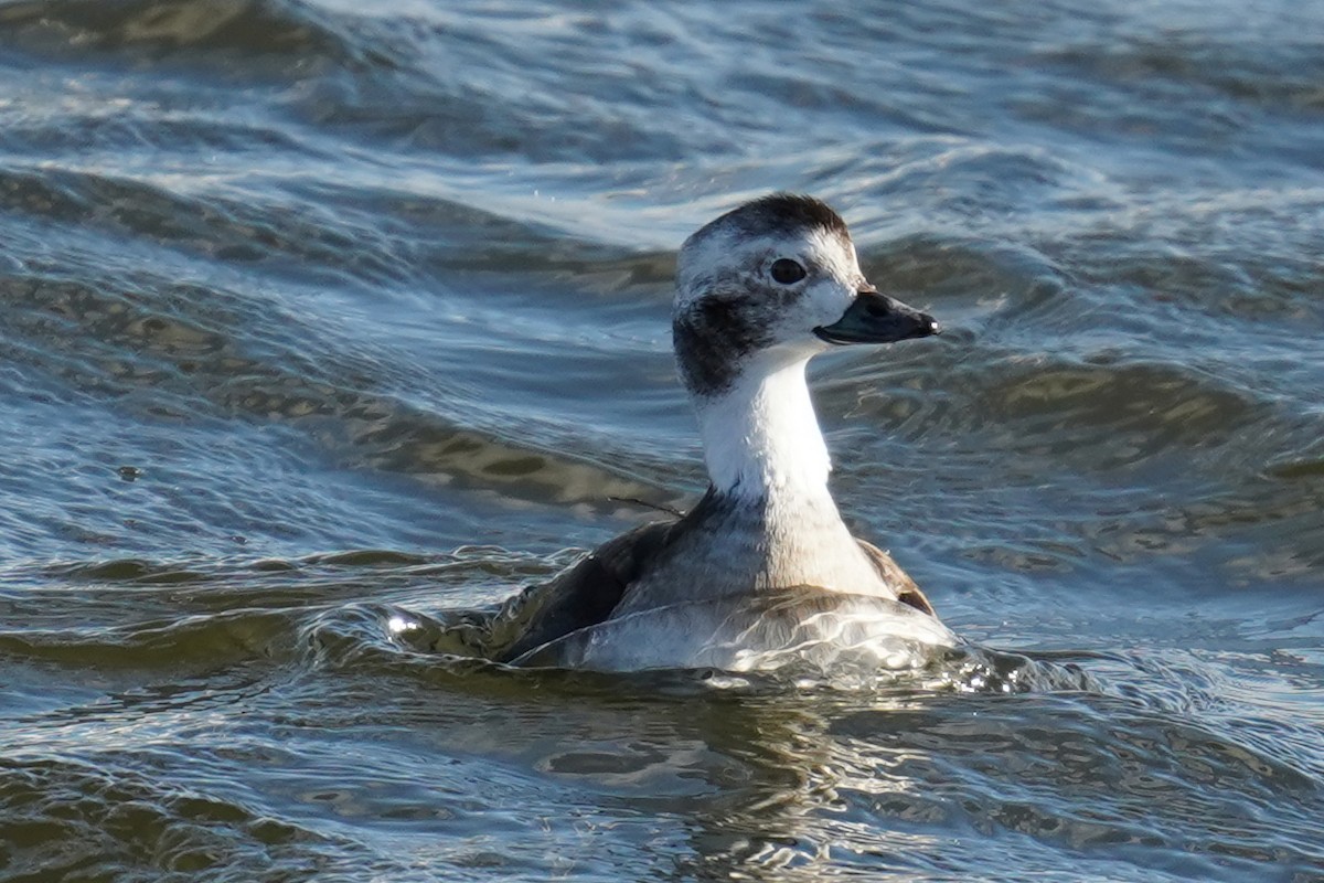 Long-tailed Duck - ML525688621