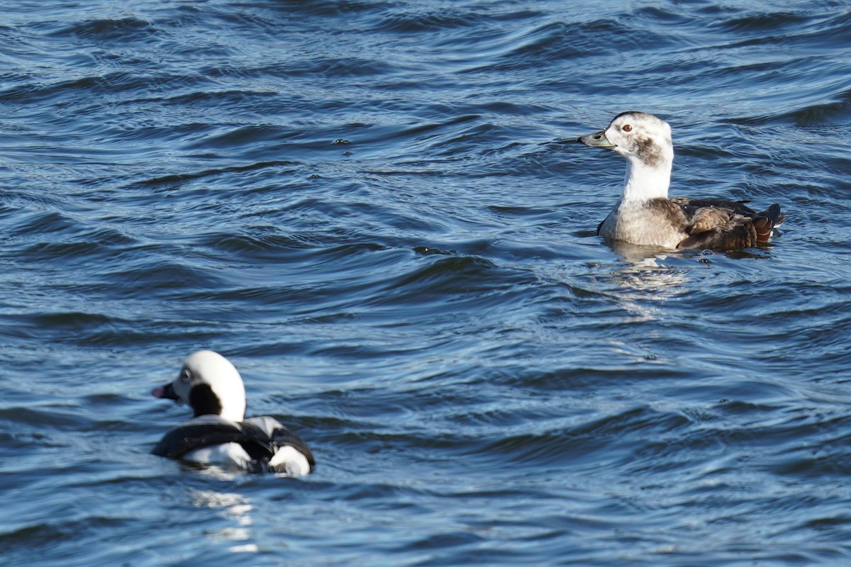 Long-tailed Duck - ML525688631