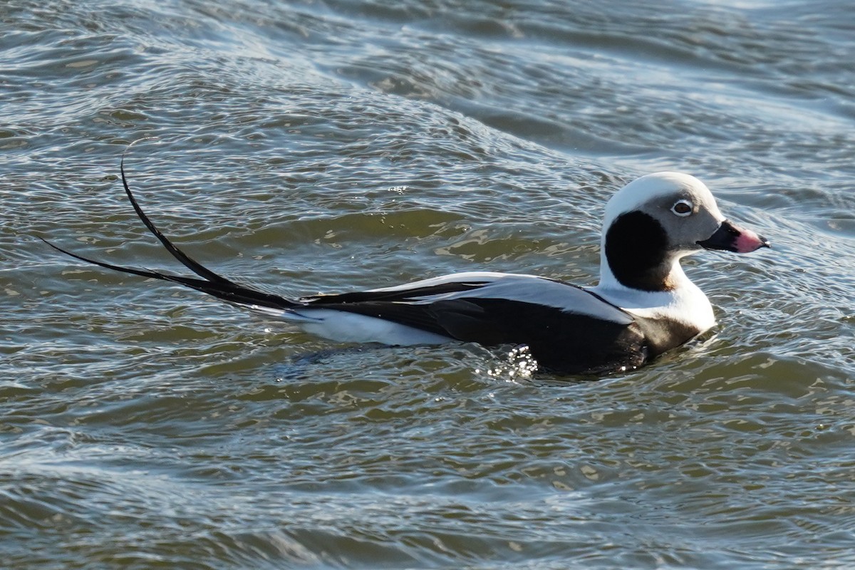 Long-tailed Duck - ML525688641