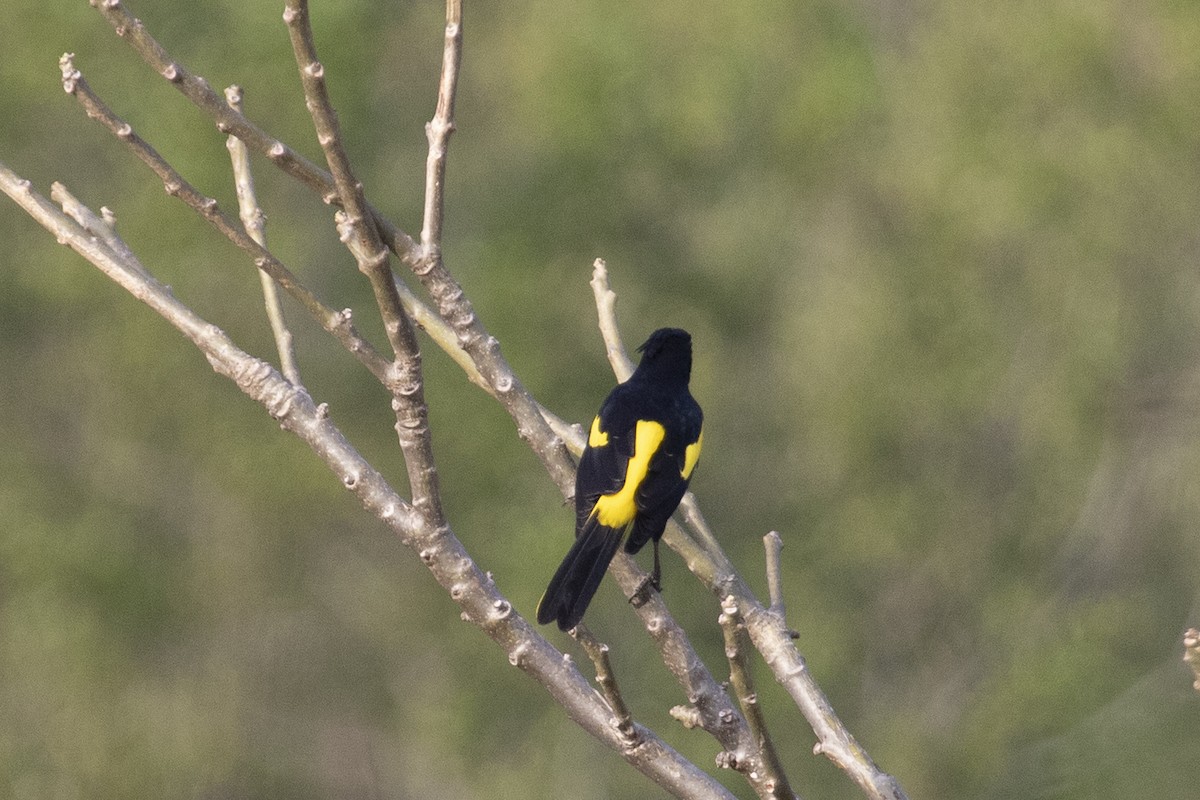 Yellow-winged Cacique - ML525688901