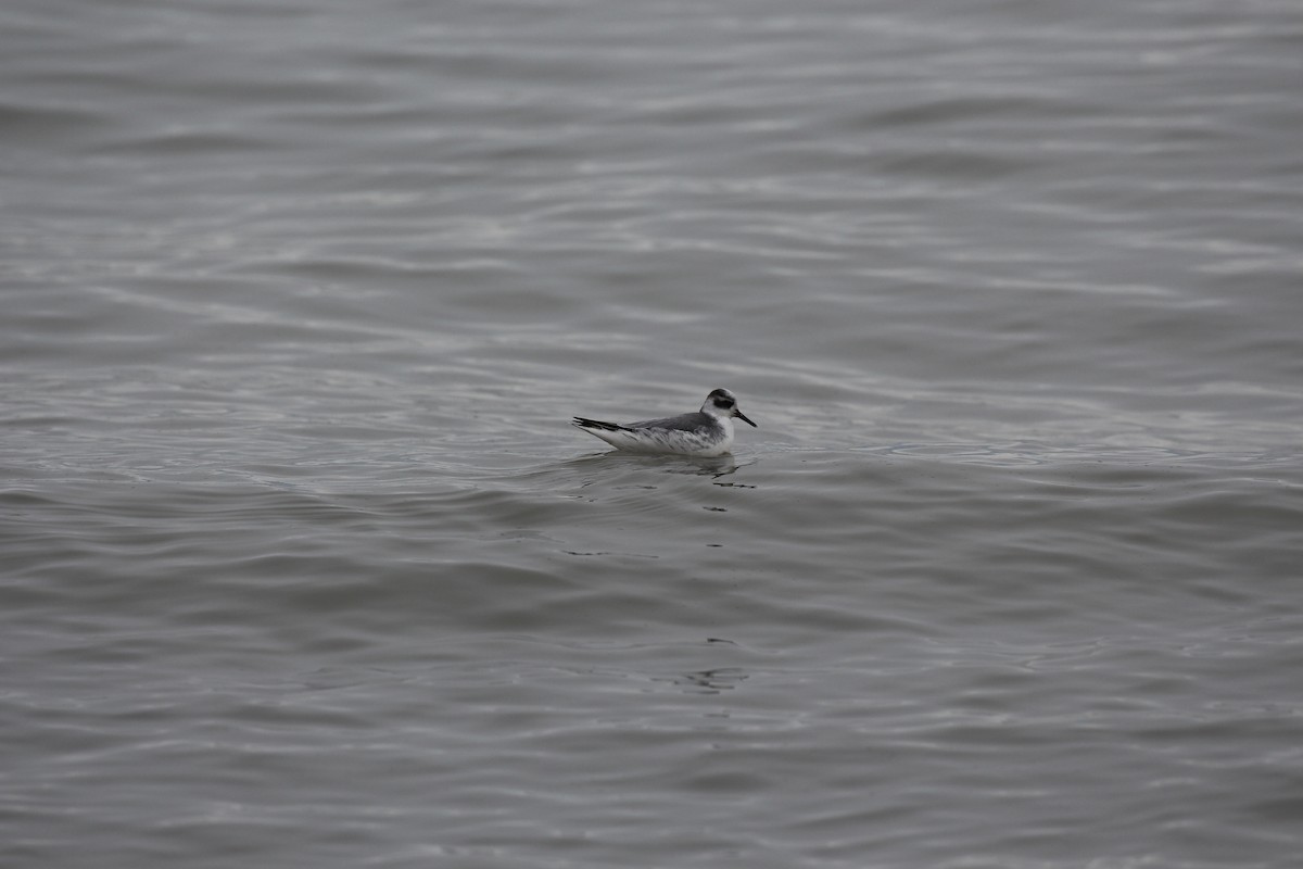 Red Phalarope - Lauri Mattle