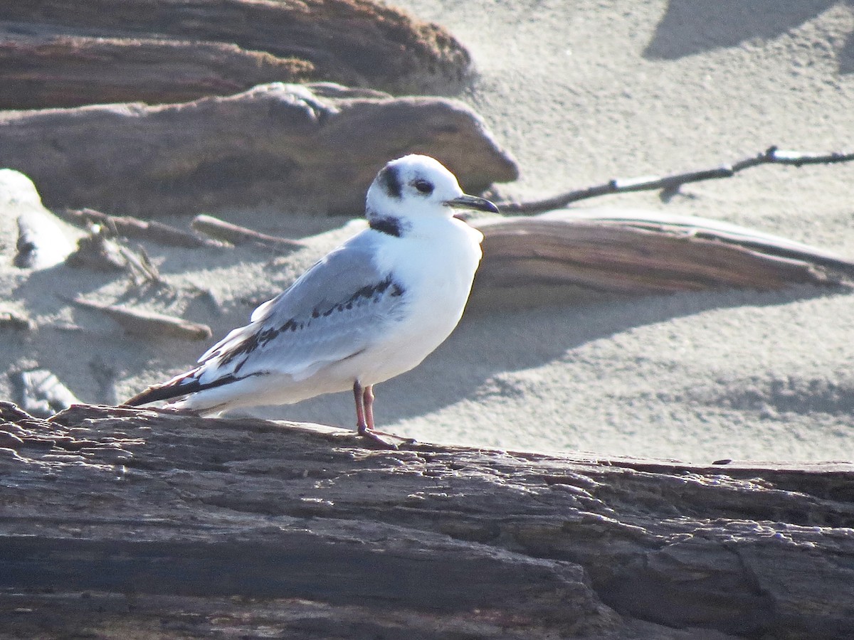 Black-legged Kittiwake - ML52568991