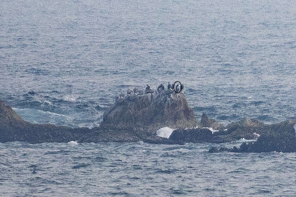 Blue-footed Booby - ML525690301