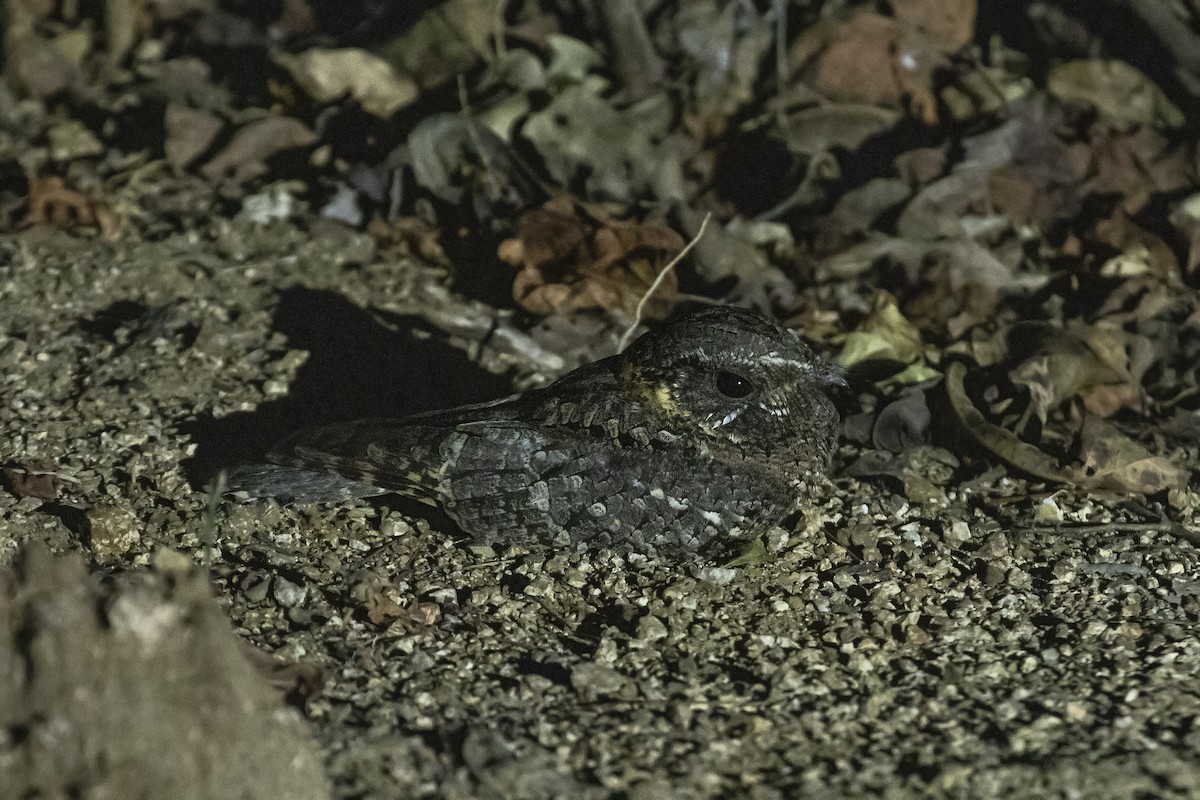 Buff-collared Nightjar - ML525690451