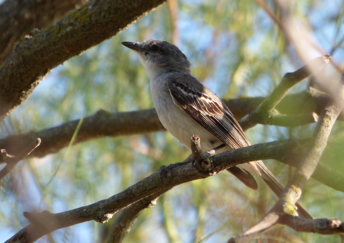 Suiriri Flycatcher - ML525691961