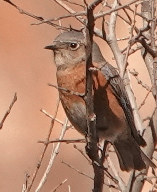 Western Bluebird - Diane Drobka