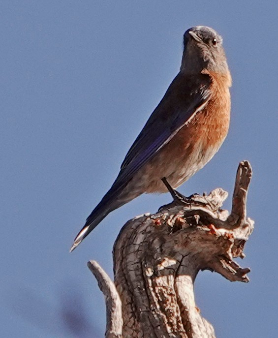 Western Bluebird - Diane Drobka