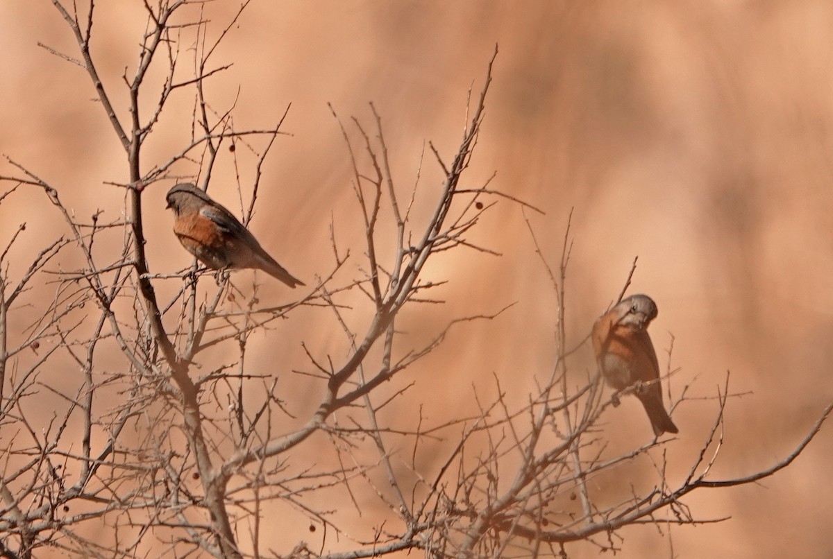 Western Bluebird - ML525692461