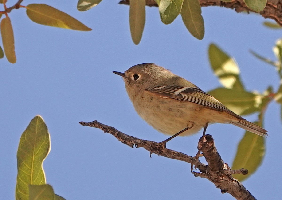 Ruby-crowned Kinglet - ML525692761