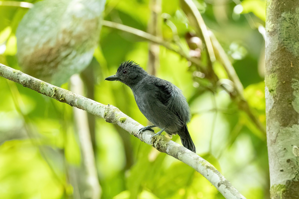 Plain-winged Antshrike - ML525693191